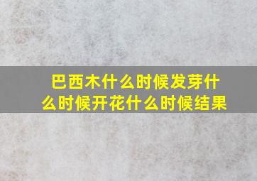 巴西木什么时候发芽什么时候开花什么时候结果