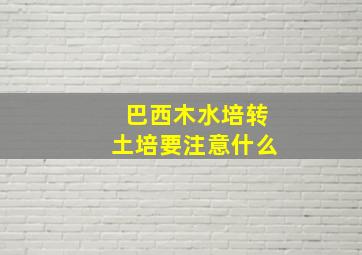 巴西木水培转土培要注意什么