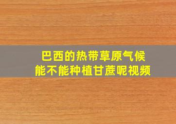 巴西的热带草原气候能不能种植甘蔗呢视频