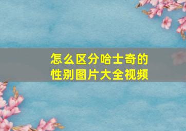 怎么区分哈士奇的性别图片大全视频