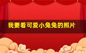 我要看可爱小兔兔的照片