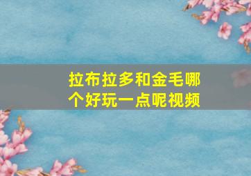 拉布拉多和金毛哪个好玩一点呢视频