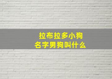 拉布拉多小狗名字男狗叫什么