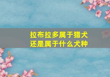 拉布拉多属于猎犬还是属于什么犬种