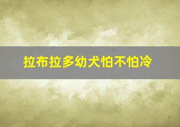 拉布拉多幼犬怕不怕冷