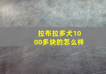 拉布拉多犬1000多块的怎么样