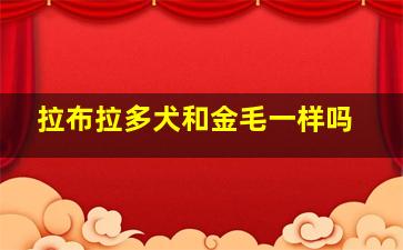 拉布拉多犬和金毛一样吗