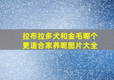 拉布拉多犬和金毛哪个更适合家养呢图片大全