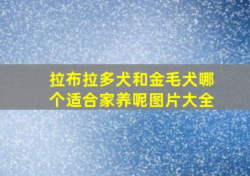 拉布拉多犬和金毛犬哪个适合家养呢图片大全