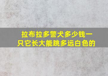 拉布拉多警犬多少钱一只它长大能跳多远白色的