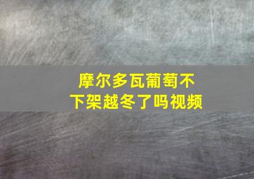 摩尔多瓦葡萄不下架越冬了吗视频