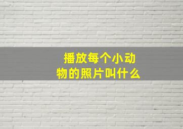 播放每个小动物的照片叫什么