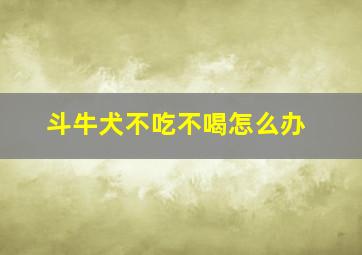 斗牛犬不吃不喝怎么办