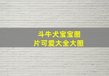 斗牛犬宝宝图片可爱大全大图