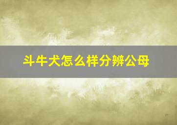 斗牛犬怎么样分辨公母