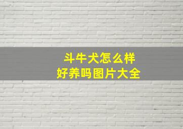 斗牛犬怎么样好养吗图片大全