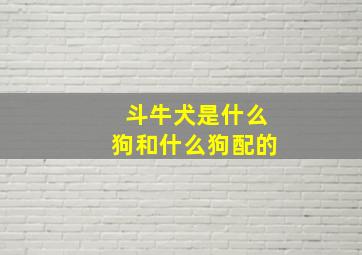 斗牛犬是什么狗和什么狗配的