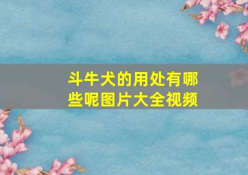 斗牛犬的用处有哪些呢图片大全视频