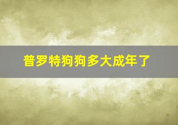 普罗特狗狗多大成年了