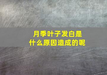 月季叶子发白是什么原因造成的呢