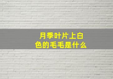 月季叶片上白色的毛毛是什么