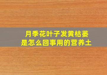 月季花叶子发黄枯萎是怎么回事用的营养土