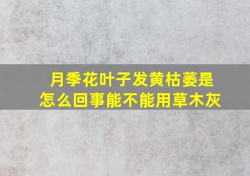 月季花叶子发黄枯萎是怎么回事能不能用草木灰