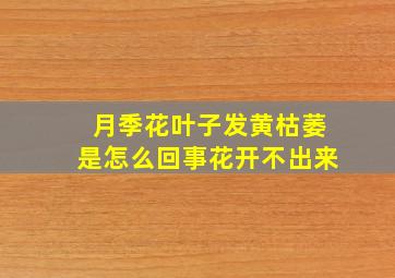 月季花叶子发黄枯萎是怎么回事花开不出来