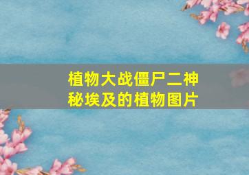 植物大战僵尸二神秘埃及的植物图片