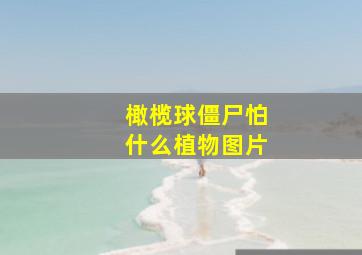 橄榄球僵尸怕什么植物图片