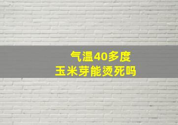 气温40多度玉米芽能烫死吗