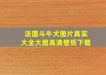 法国斗牛犬图片真实大全大图高清壁纸下载