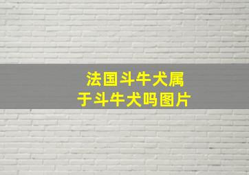 法国斗牛犬属于斗牛犬吗图片