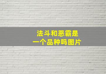 法斗和恶霸是一个品种吗图片