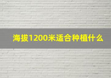 海拔1200米适合种植什么