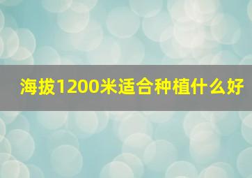 海拔1200米适合种植什么好