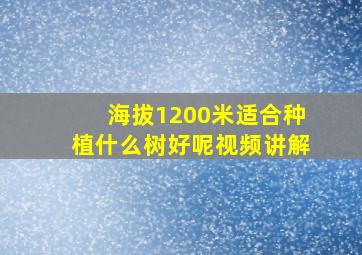 海拔1200米适合种植什么树好呢视频讲解