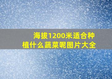 海拔1200米适合种植什么蔬菜呢图片大全