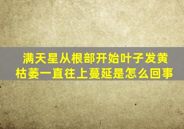 满天星从根部开始叶子发黄枯萎一直往上蔓延是怎么回事