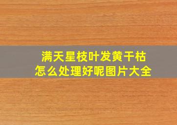 满天星枝叶发黄干枯怎么处理好呢图片大全