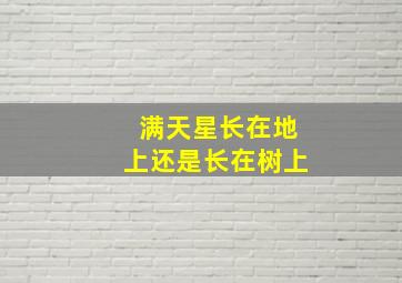 满天星长在地上还是长在树上