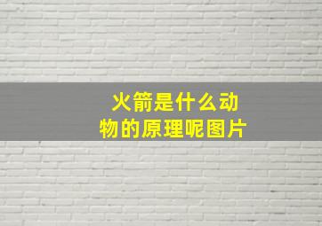 火箭是什么动物的原理呢图片