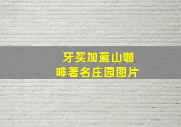 牙买加蓝山咖啡著名庄园图片