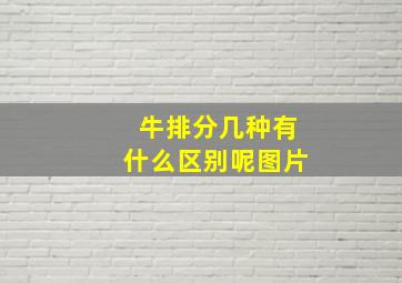 牛排分几种有什么区别呢图片