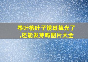 琴叶榕叶子锈斑掉光了,还能发芽吗图片大全