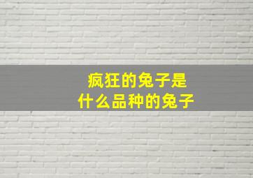 疯狂的兔子是什么品种的兔子