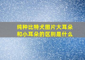 纯种比特犬图片大耳朵和小耳朵的区别是什么