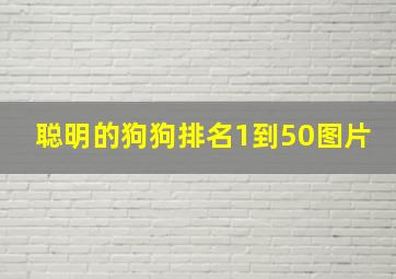 聪明的狗狗排名1到50图片