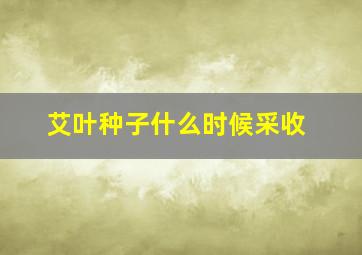 艾叶种子什么时候采收