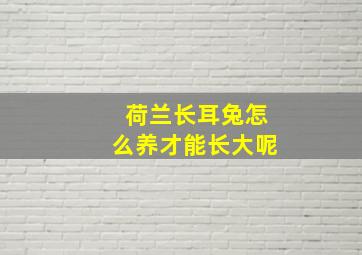 荷兰长耳兔怎么养才能长大呢